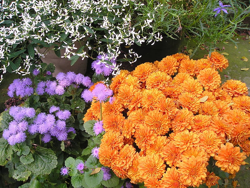 I love orange mums best of all..., flowers, autumn, mums, brecksville, HD wallpaper