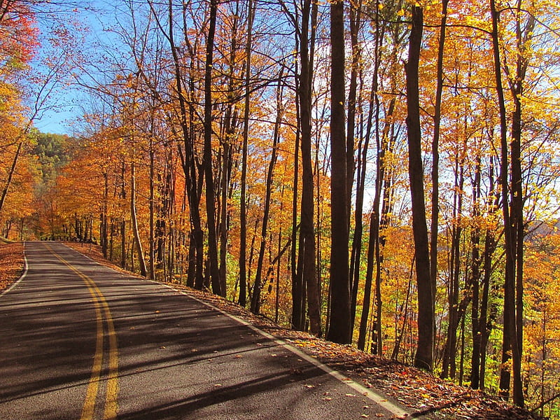Autumn Road in the Park, fall, west virginia, leaves, nature, tygart lake, road, trees, HD wallpaper