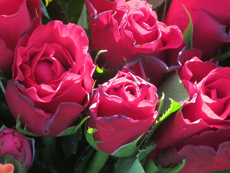 Romantic Rosebuds, Blooms, Roses, Flowers, Buds, HD wallpaper