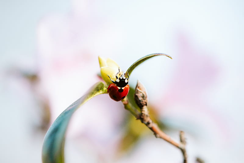 ladybug, branch, insect, macro, HD wallpaper
