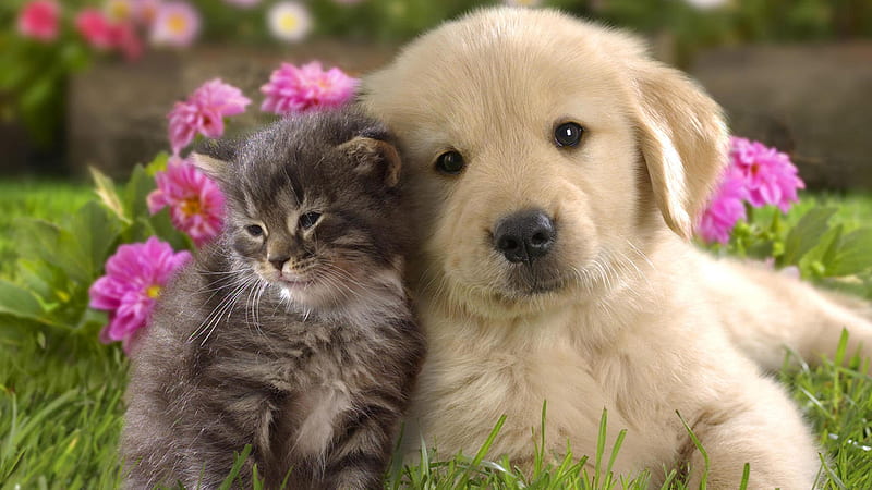 Light Brown Dog Puppy And Black White Cat Kitten On Green Grass Cats And Dogs, HD wallpaper