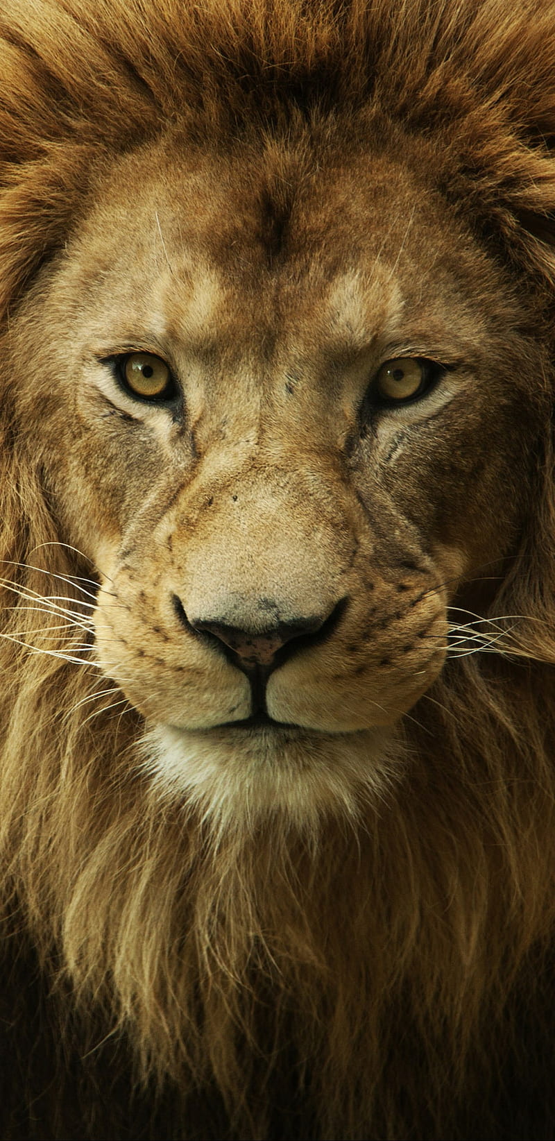 Lion, animal, fearce, singham, HD phone wallpaper | Peakpx