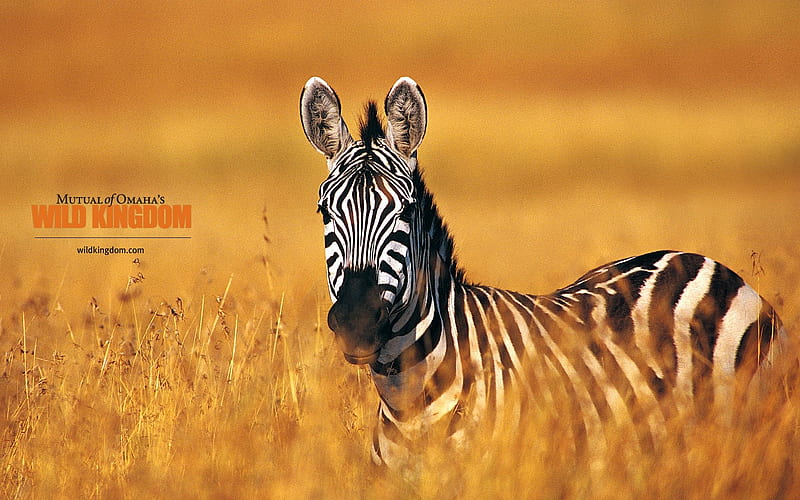 Zebra, HD wallpaper