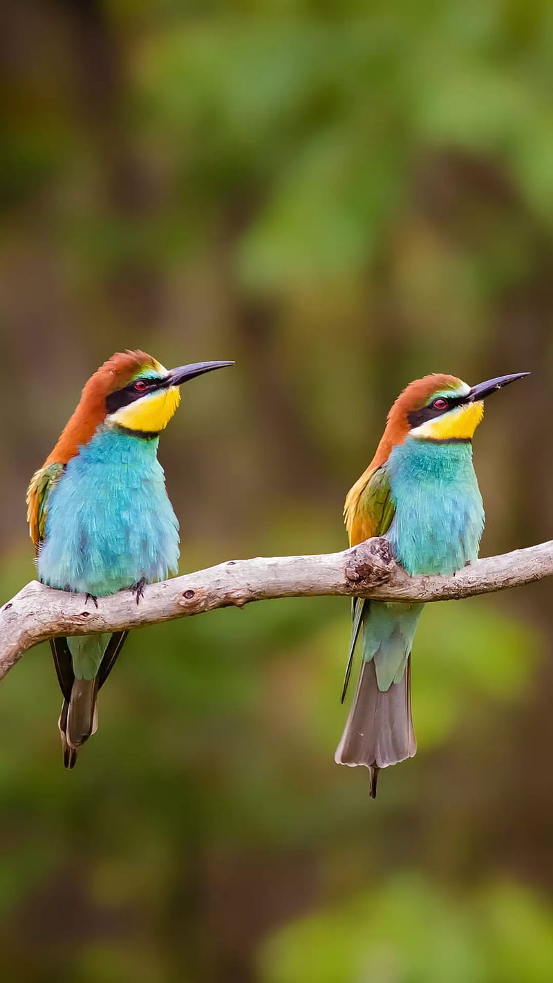 Bird Couple, bonito, birds, nature, HD phone wallpaper | Peakpx