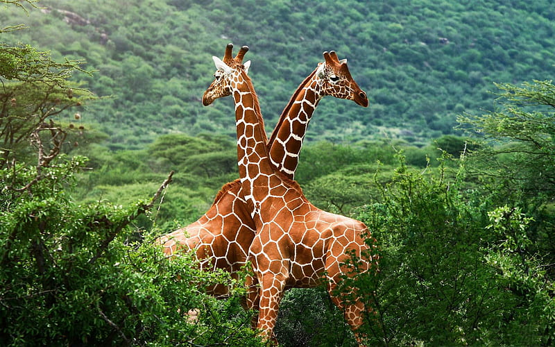 giraffes africa-wild animal, HD wallpaper