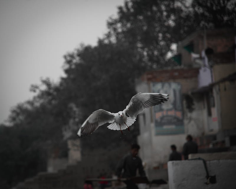 white bird flying over people during daytime, HD wallpaper