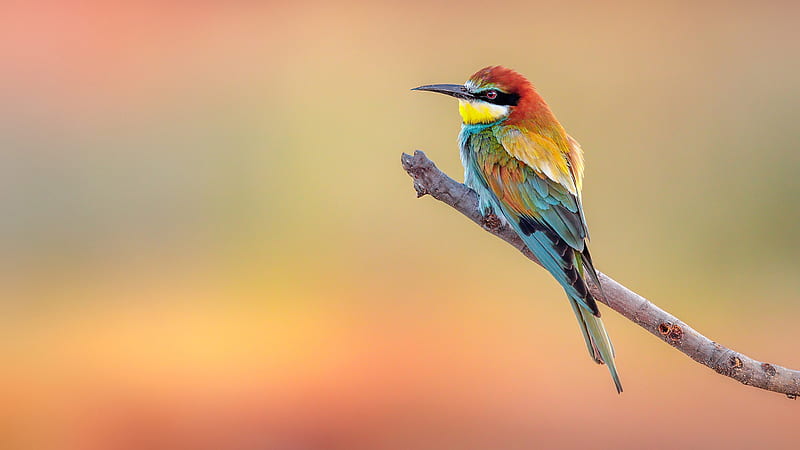 Golden Bee-Eater Bird Is Sitting On Tree Branch In Blur Colorful Background Birds, HD wallpaper
