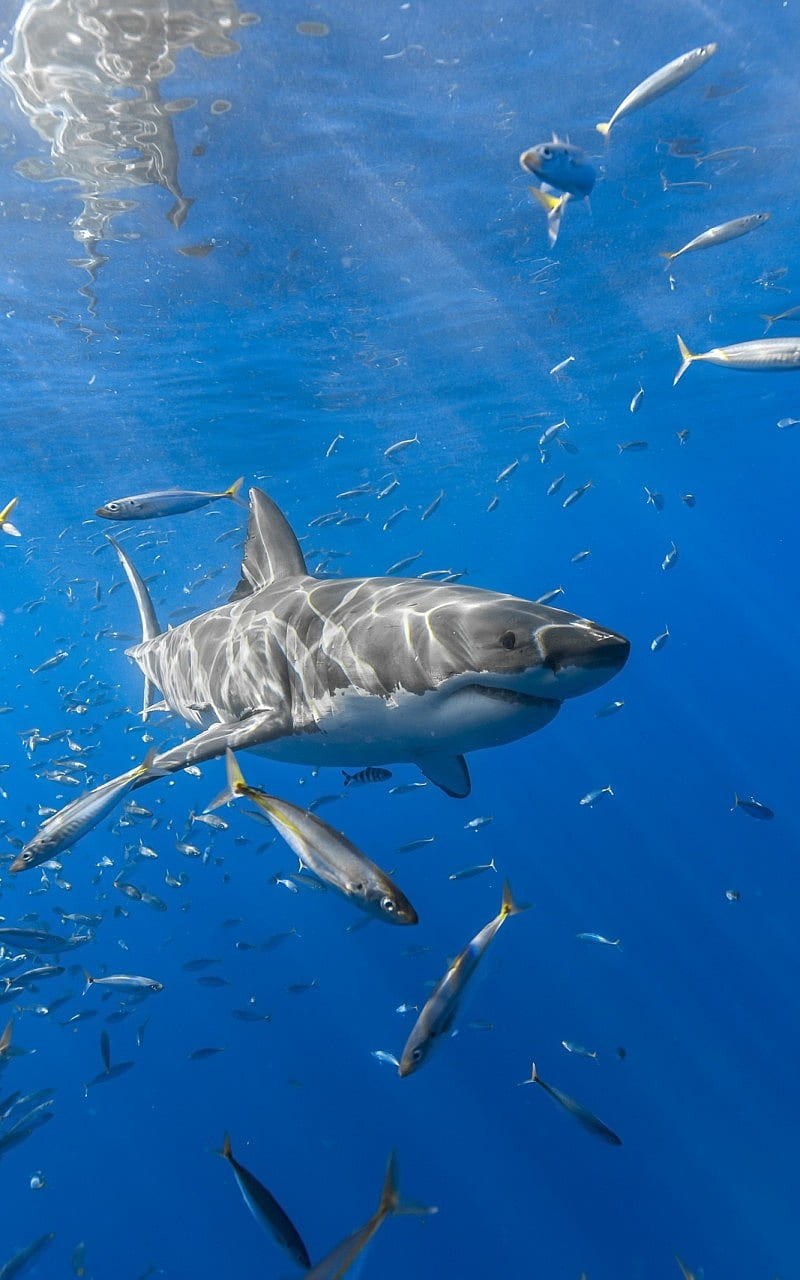 Shark with fish, ocean, sea, HD phone wallpaper