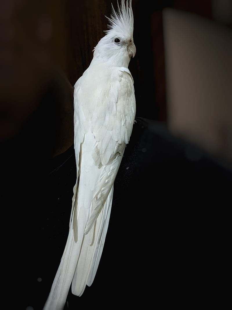 Cockatiel Calopsita, aves, feathers, wings, HD phone wallpaper