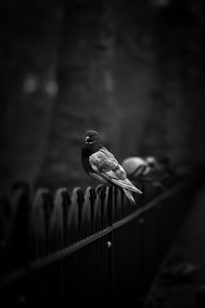 dove, pigeon, bw, bird, fence, HD phone wallpaper