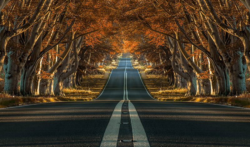 Man Made, Road, Fall, Tree-Lined, HD wallpaper