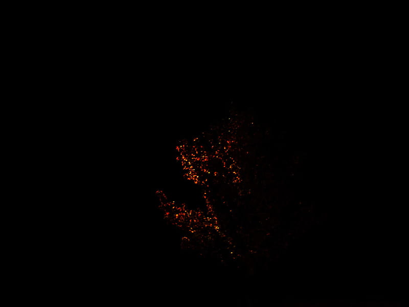 Its A Tree, parking, dark, trees, lot, lights, night, HD wallpaper