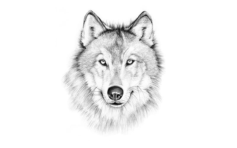 Wolf Head Drawing by Sheri-Lynn Marean - Pixels