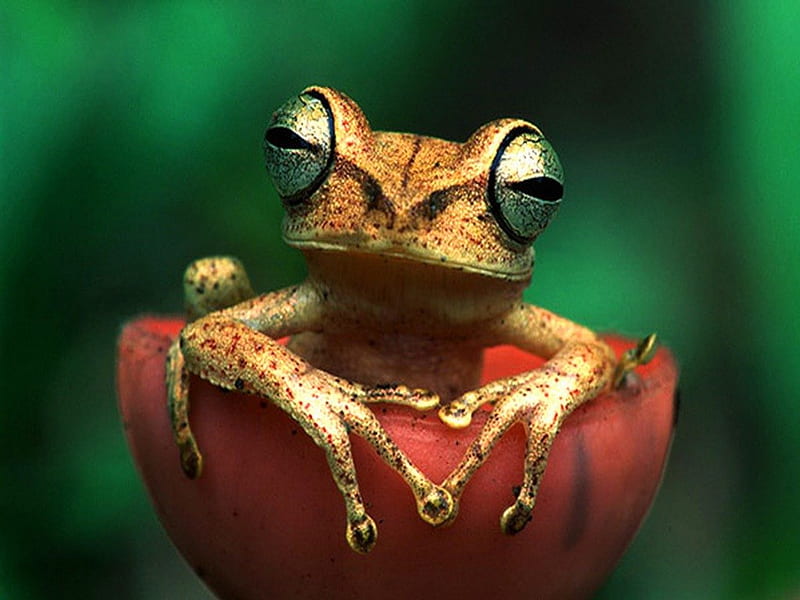 Peeking at you Di, frog, green, brown, rainforest, black, HD wallpaper