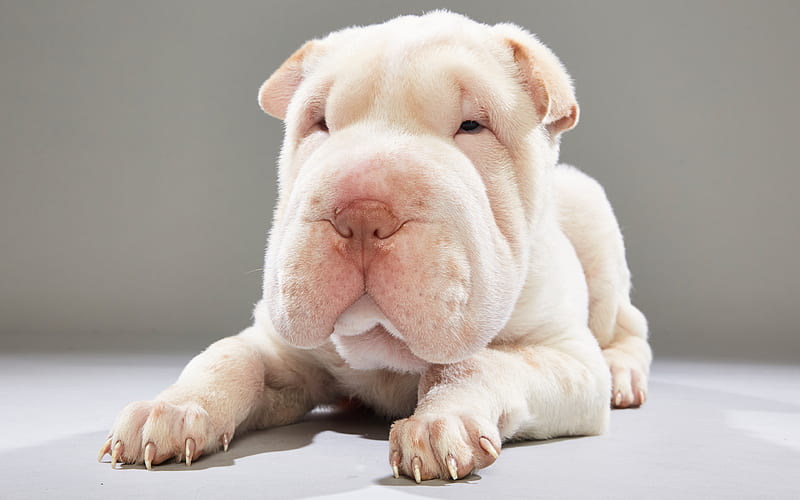 shar pei, white puppy, small dog, puppies, cute animals, HD wallpaper