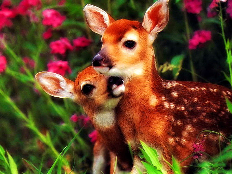 Animal affection, forest, grass, touching, adorable, animal, sweet, cute,  buddies, HD wallpaper | Peakpx
