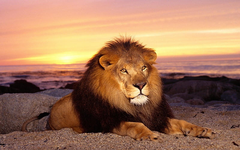 majestic lion, bonito, sunset, cat, lion, animal, HD wallpaper