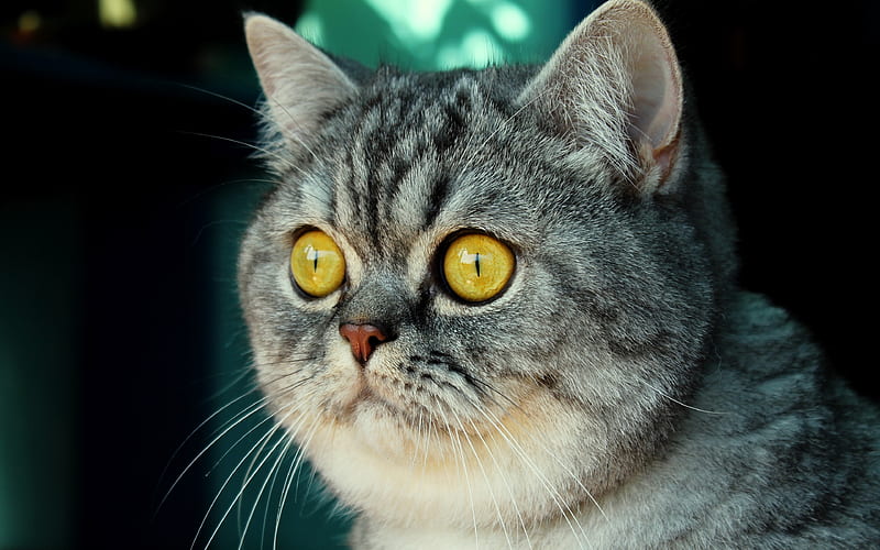 Exotic Shorthair, gray cat, yellow eyes, pets, cats, cute animals, gray exot, domestic cats, Exotic Shorthair Cat, HD wallpaper