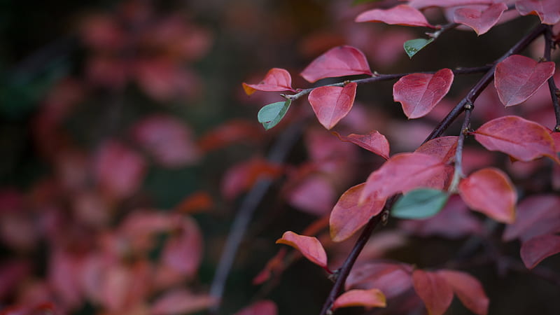 Red Leafs, leaf, red, nature, HD wallpaper