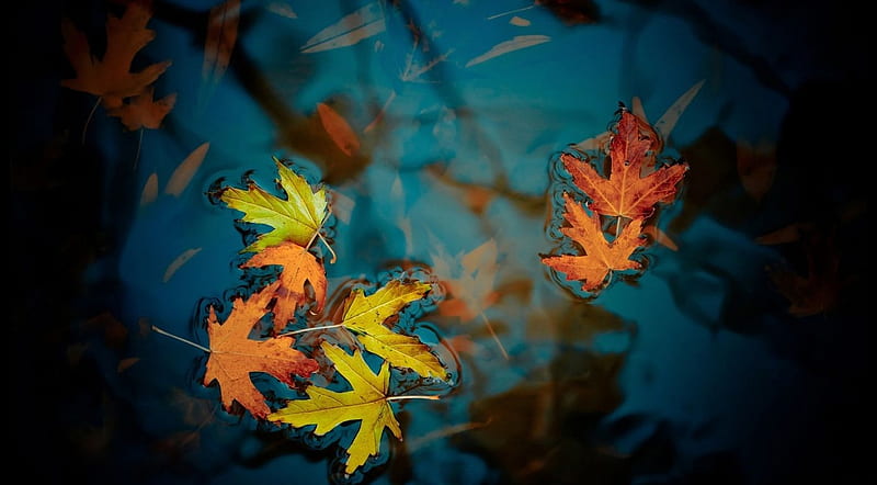 Fallen leaves, fall, leaves, autumn, water, nature, reflection, leaf, lake, HD wallpaper