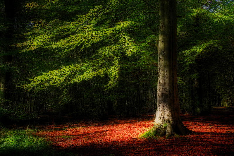 Detail forest, red, forest, fall, autumn, detail, trees, tree, leaves,  green, HD wallpaper | Peakpx