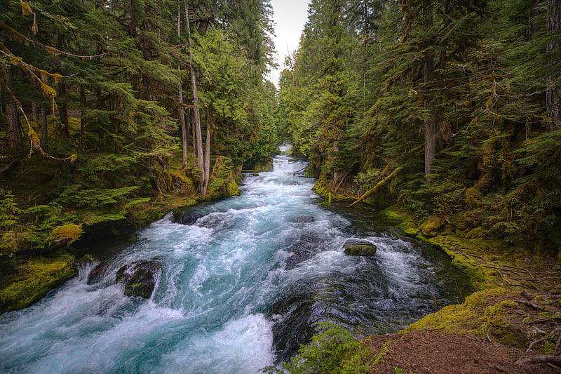Earth, River, Forest, Nature, Oregon, HD wallpaper