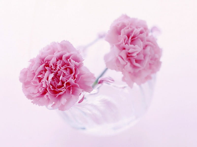 Home harmony, lovely, together, home, sweet pink, carnations, crystal vase, entertainment, love, fashion, harmony, HD wallpaper