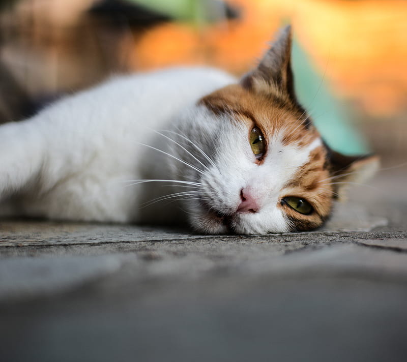 Pets Loyal 11, cat, orange, white, HD wallpaper