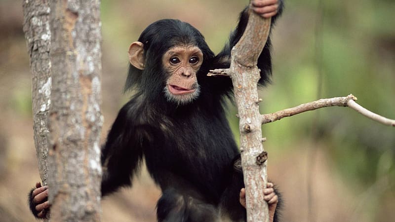 Monkeys, Animal, Chimpanzee, HD wallpaper