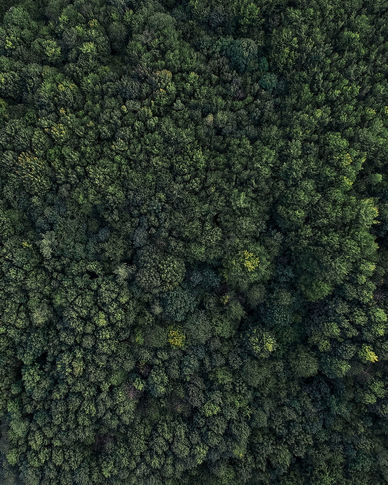 forest, aerial view, trees, HD phone wallpaper