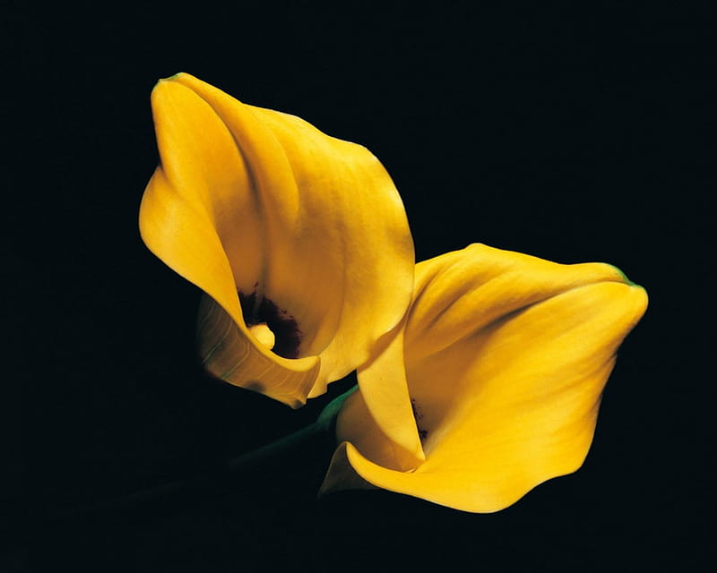 ✿✿✿, flor, amarillo, cala, belleza, Fondo de pantalla HD | Peakpx