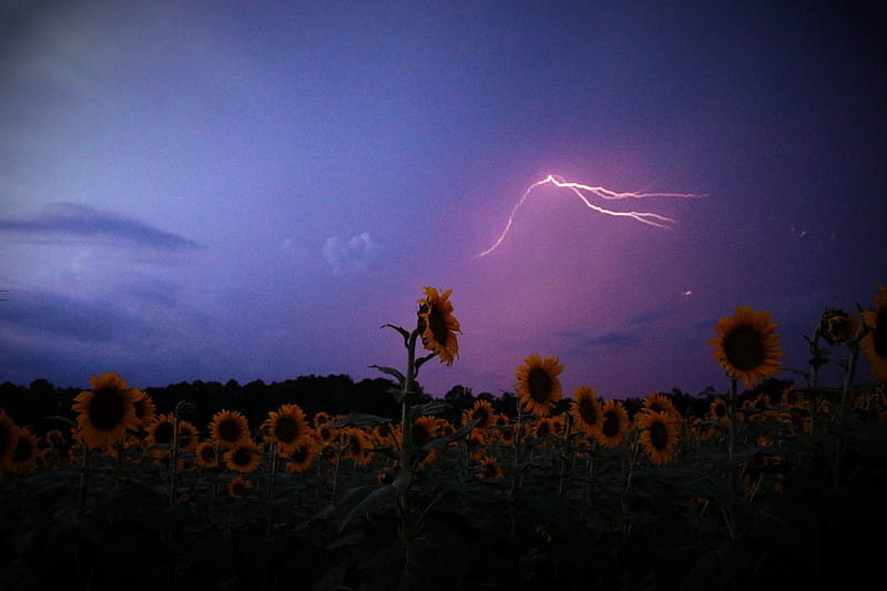 Electric Sunflower, dark, haunted, lightning, pink, storm, thunder, yellow, HD wallpaper