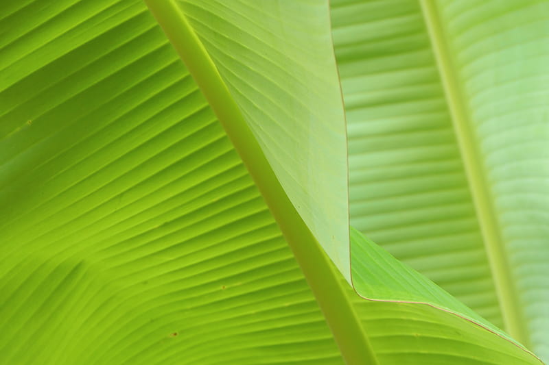 close view of banana leaves, HD wallpaper