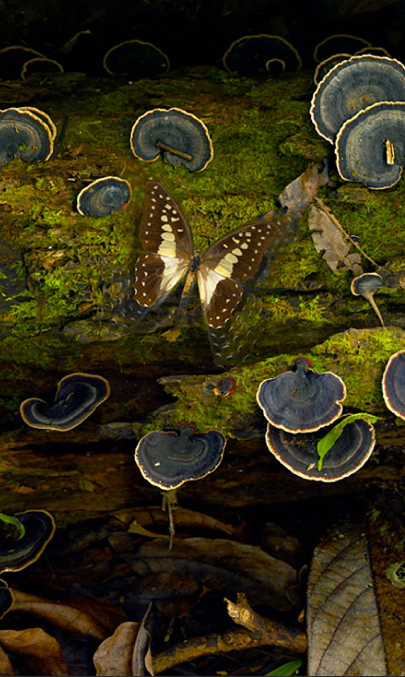 Butterfly, autumn, blue, green, leafs, moss, mushroom, tree, HD phone wallpaper