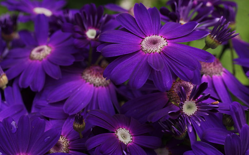 Beautiful Flowers, A lot, Purple, Close up, Bush, HD wallpaper