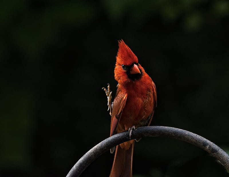 perched cardinal, HD wallpaper