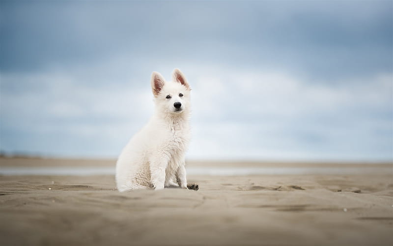 White Swiss Shepherd, berger blanc suisse, little white puppy, beach, sand, coast, dogs, HD wallpaper