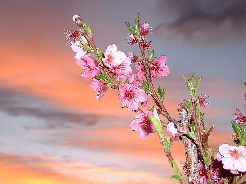 Apple Blossom, pretty, tree, sky, pink, HD wallpaper | Peakpx