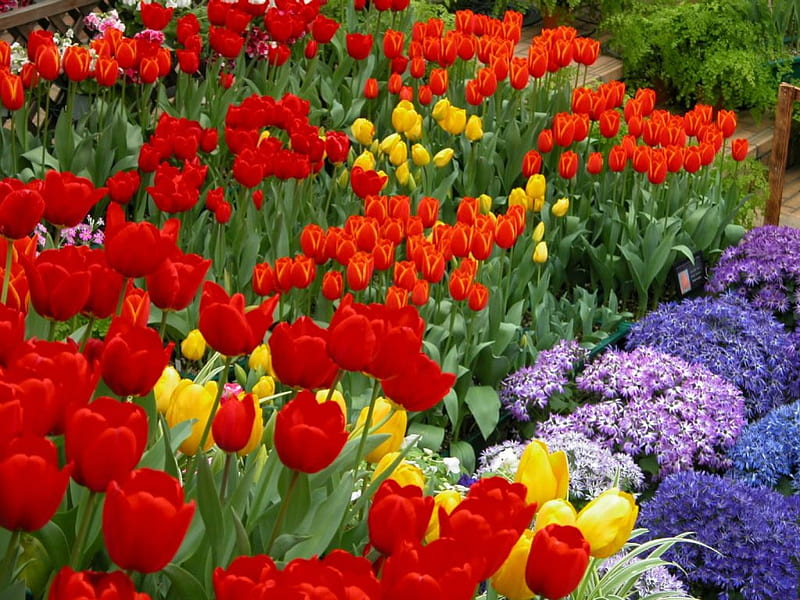 Sea of Tulips and Daisies, daisies, garden, flowers, tulips, HD wallpaper