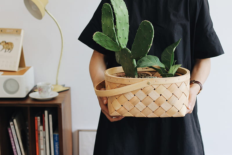 person holding Opuntia plant in basket, HD wallpaper