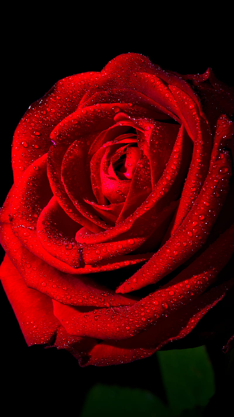Red Rose, love, red, rose, HD phone wallpaper
