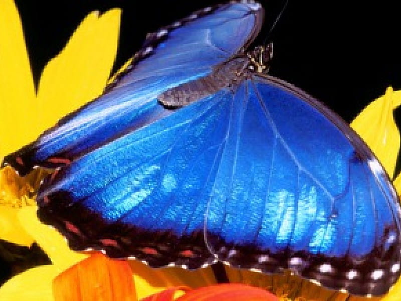 Blue Morpho Butterfly, yellow flowers, blue butterfly, HD wallpaper