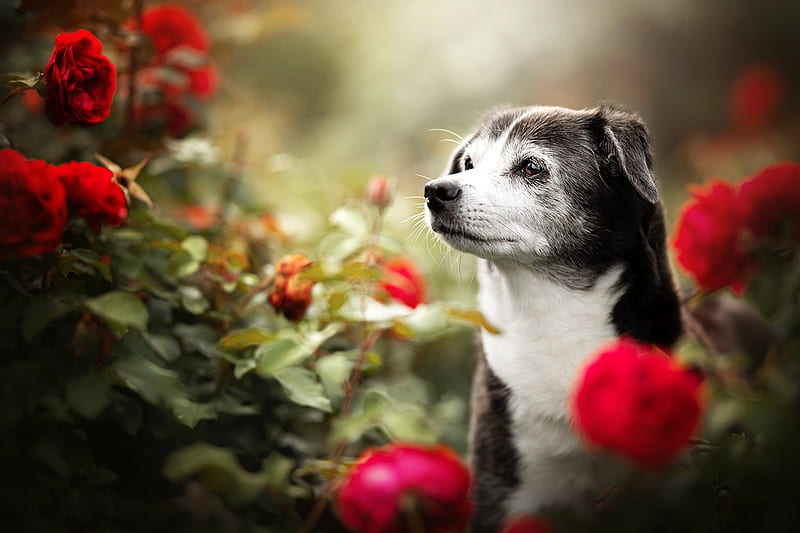 Dogs, Dog, Pet, Red Flower, Rose, HD wallpaper