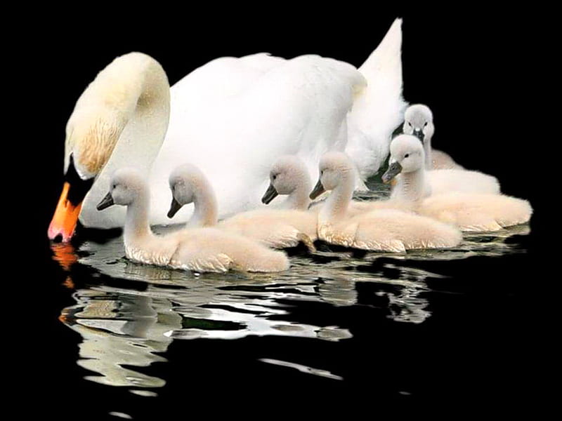 Half dozen, six, swim, mother, lake, swans, signets, HD wallpaper
