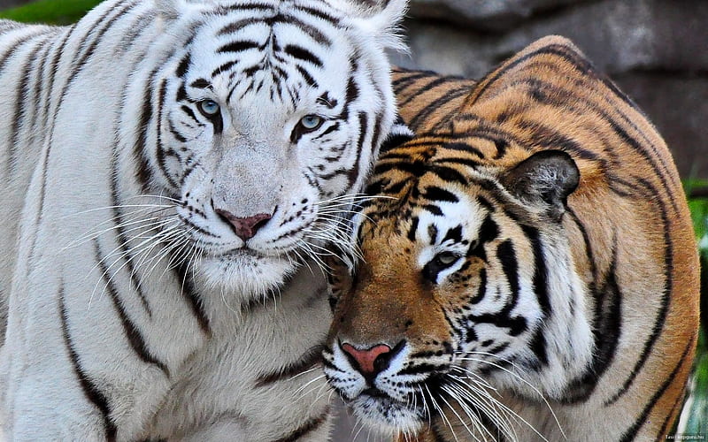 Bengal Tiger Love, bengal, tiger, cats, animals, HD wallpaper