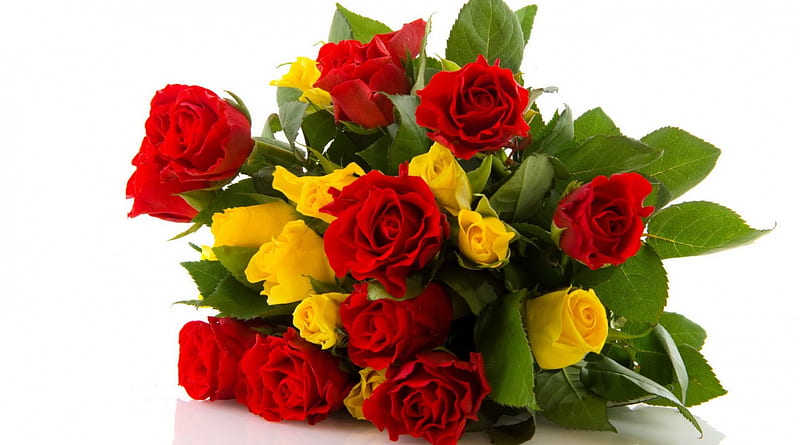 Rosas, flor, rosas amarillas, rosas rojas, Fondo de pantalla HD | Peakpx