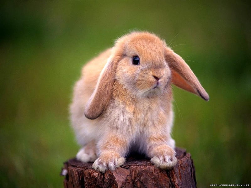 Cute Bunny!!!, cute, rabbit, lop ear, bunny, tan, animals, HD wallpaper