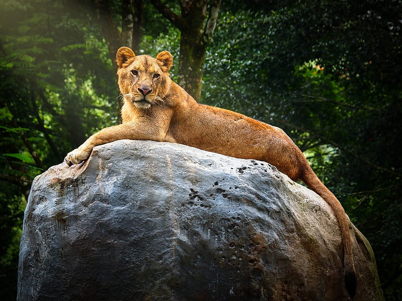 lioness, stone, big cat, predator, wildlife, HD wallpaper