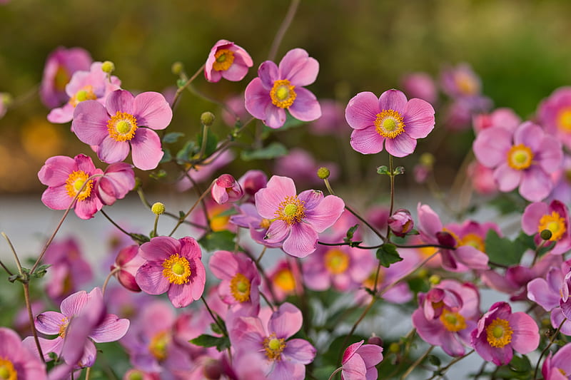 japanese anemones, flowers, pink, bloom, HD wallpaper