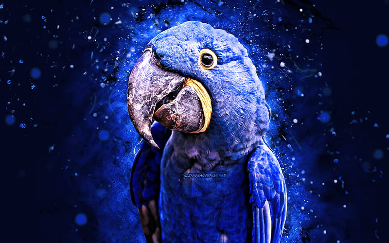 Hyacinth macaw blue neon lights, blue parrot, Anodorhynchus hyacinthinus, creative, parrots, macaw, Ara, HD wallpaper